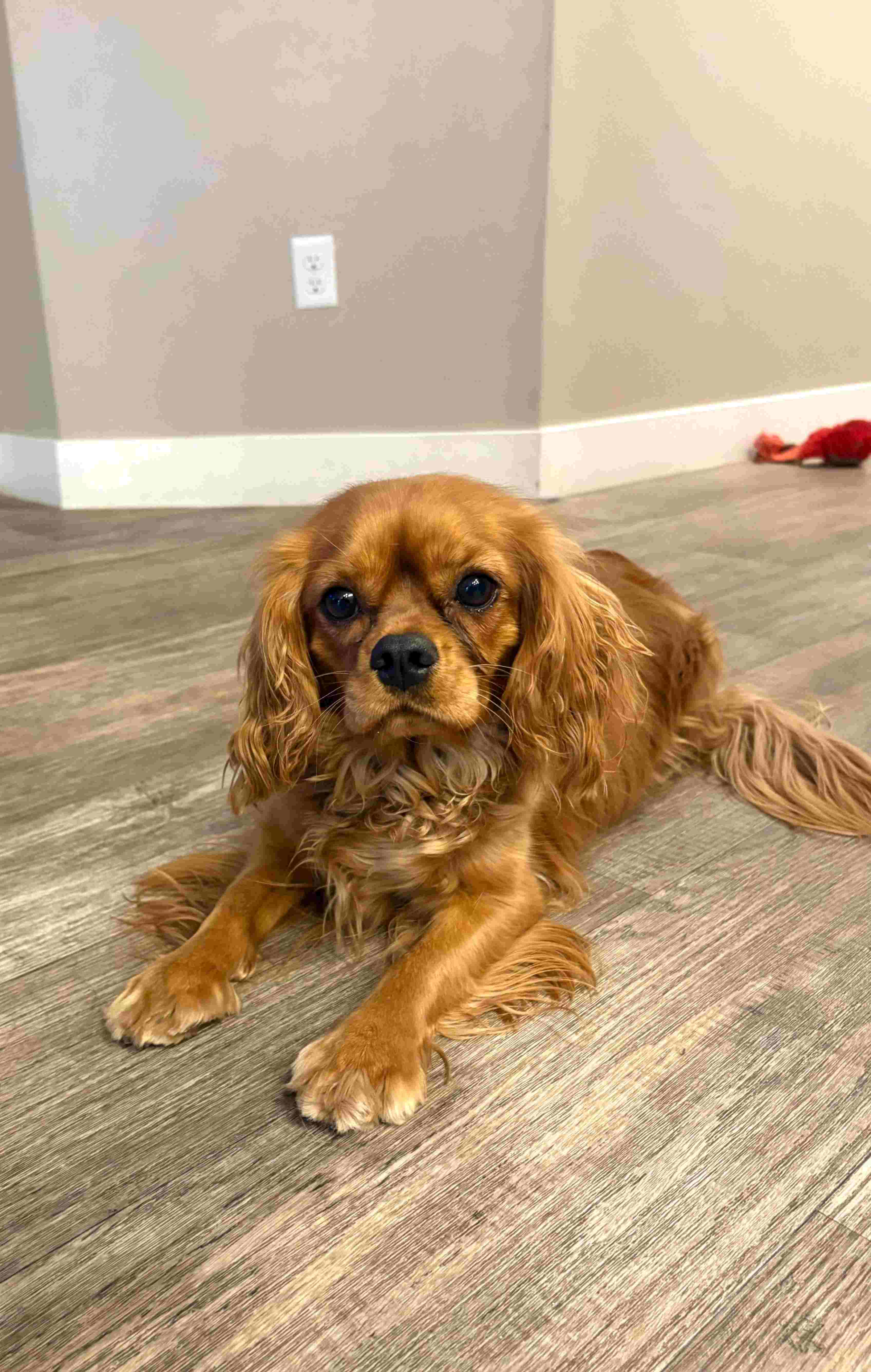 Dog